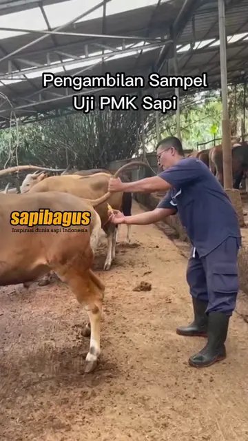 Pengambilan-Sampel-Uji-PMK-Sapi